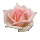 Rose by Tink